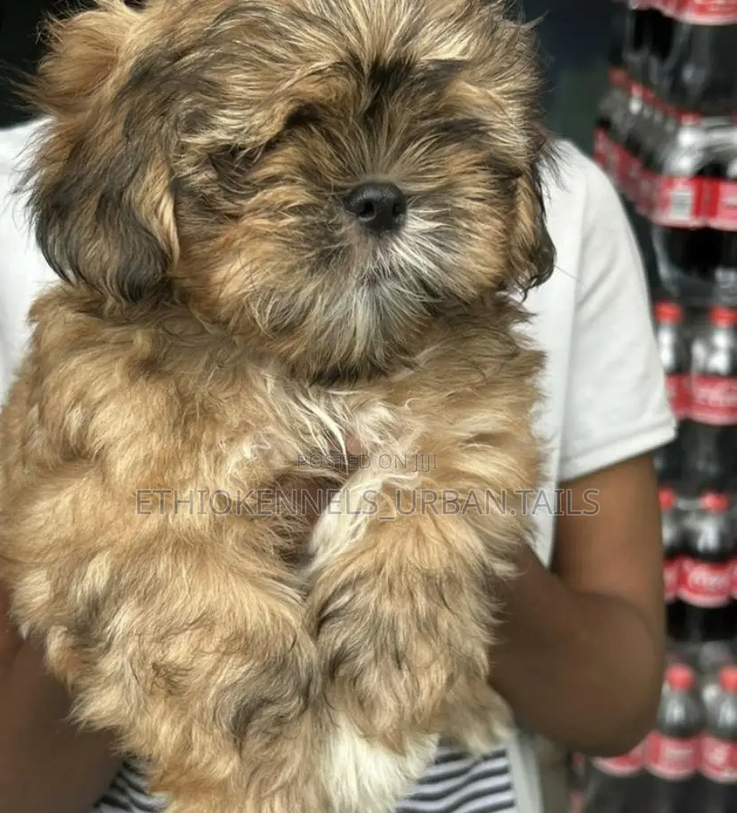 1-3 months Female Mixed Breed Maltese Shih Tzu