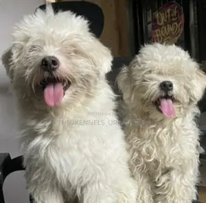 Photo - 1-3 months Male Purebred Maltese