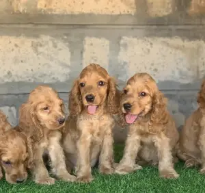 Photo - 1-3 months Male Purebred Cocker Spaniel
