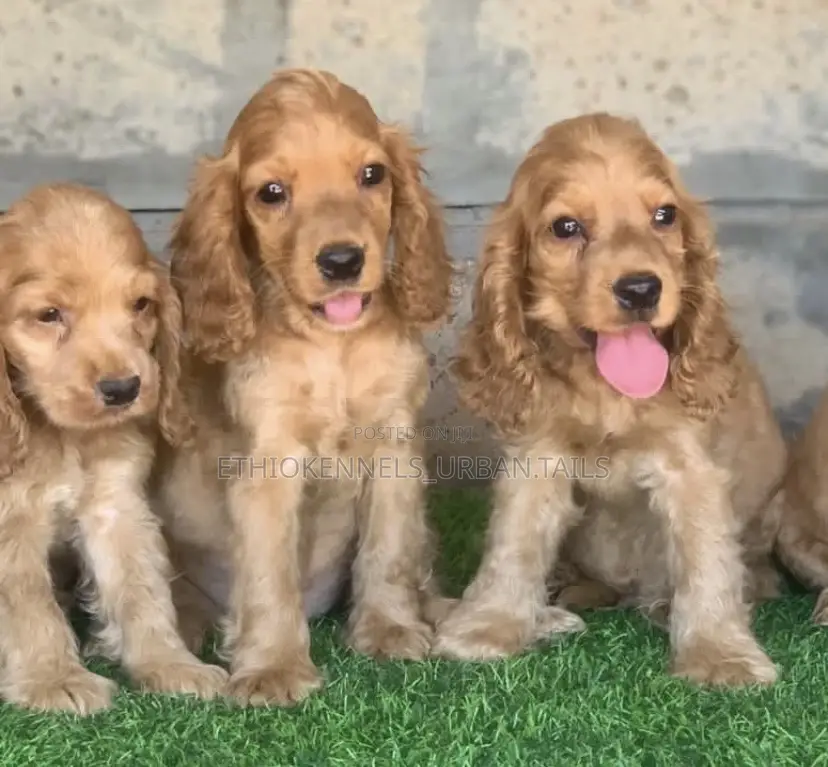 1-3 months Male Purebred Cocker Spaniel