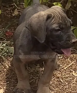 1-3 months Male Purebred Boerboel