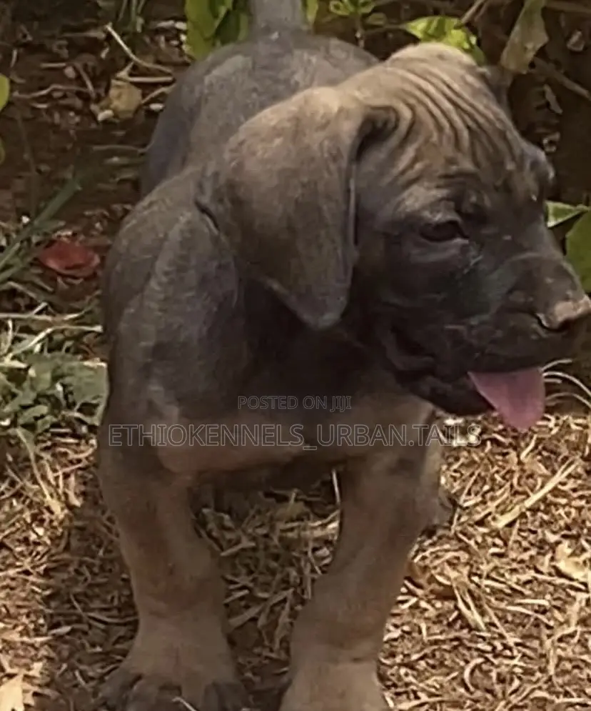1-3 months Male Purebred Boerboel