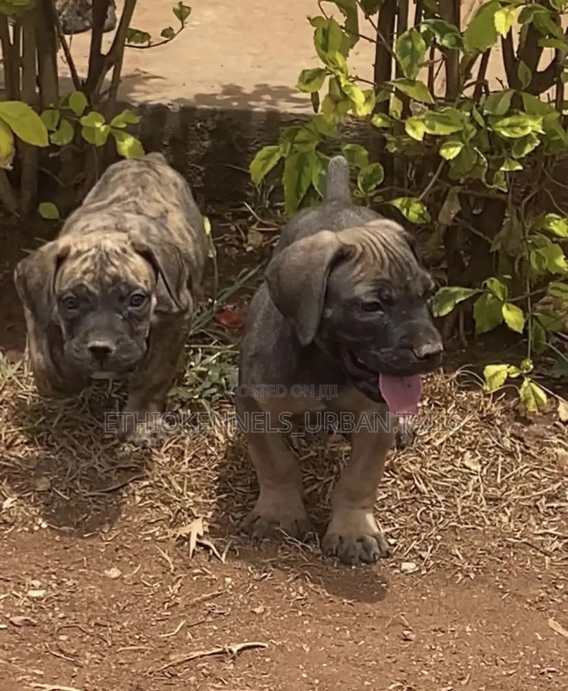1-3 months Male Purebred Boerboel