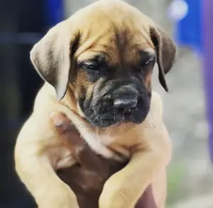 Photo - 1-3 months Male Purebred Bullmastiff