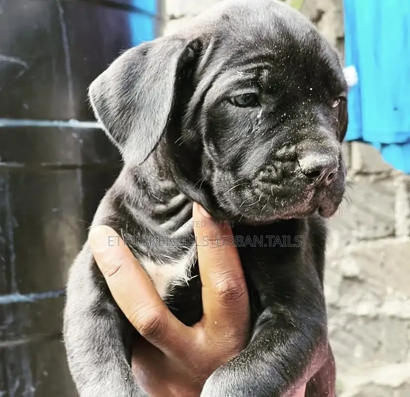 1-3 months Male Purebred Bullmastiff
