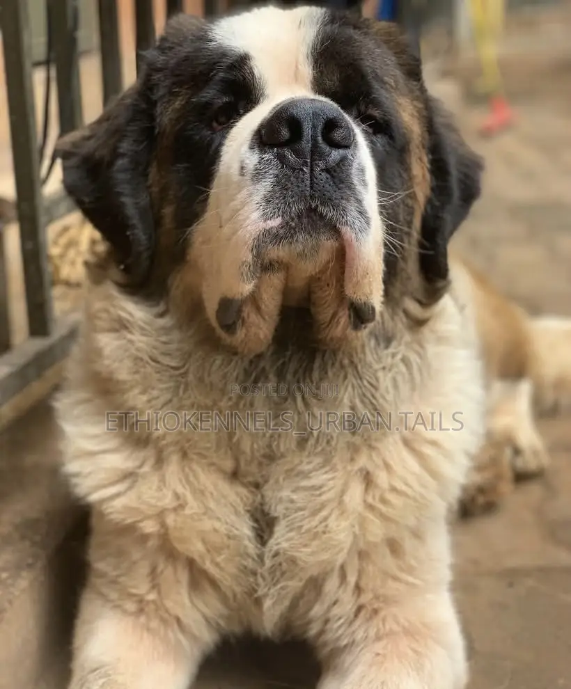 1+ year Male Purebred Saint Bernard