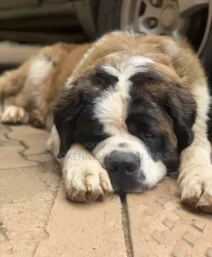 1+ year Male Purebred Saint Bernard
