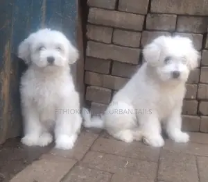 Photo - 1-3 months Female Purebred Maltese