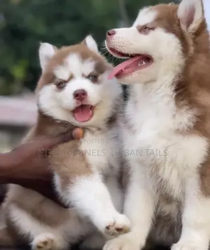 Photo - 1-3 months Male Purebred Siberian Husky