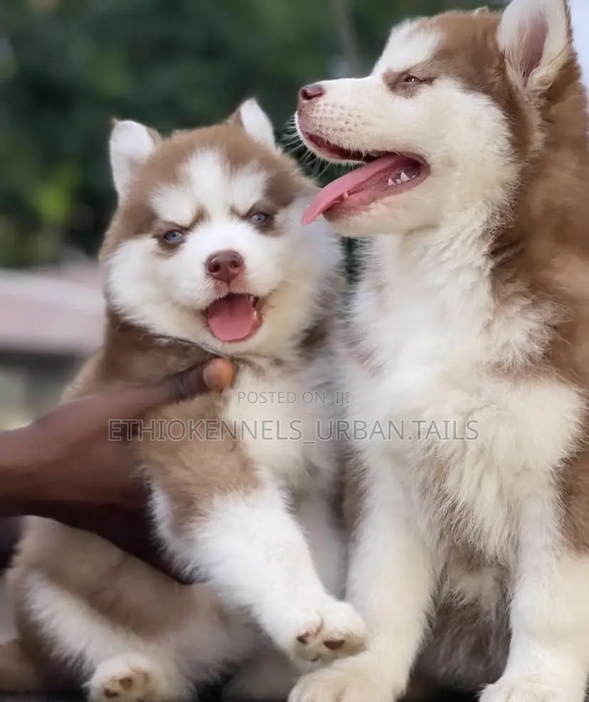 1-3 months Male Purebred Siberian Husky