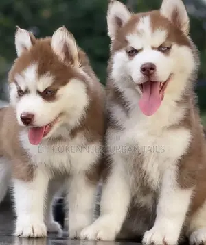 1-3 months Male Purebred Siberian Husky