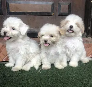 1-3 months Male Purebred Maltese