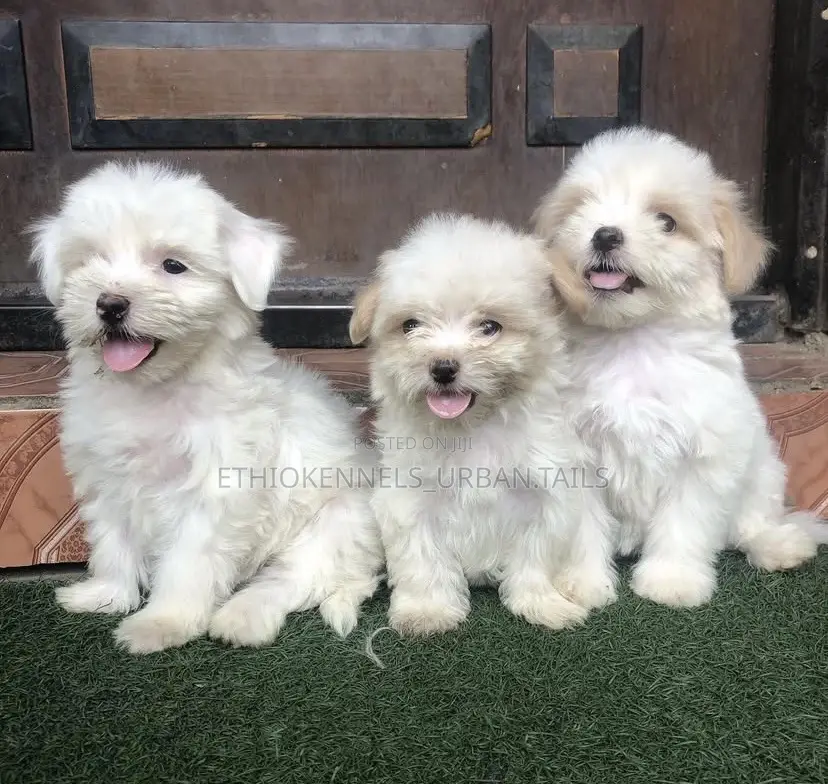 1-3 months Male Purebred Maltese