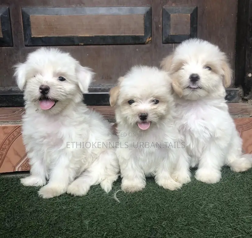 1-3 months Male Purebred Maltese