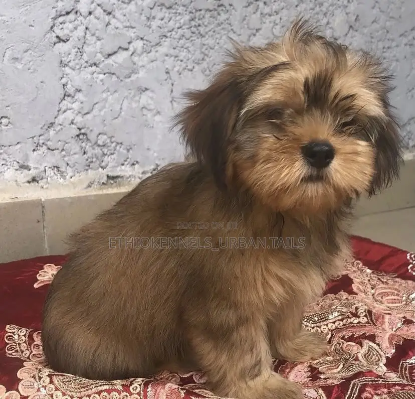 1-3 months Female Purebred Shih Tzu