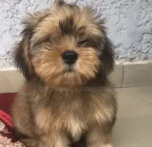 1-3 months Female Purebred Shih Tzu