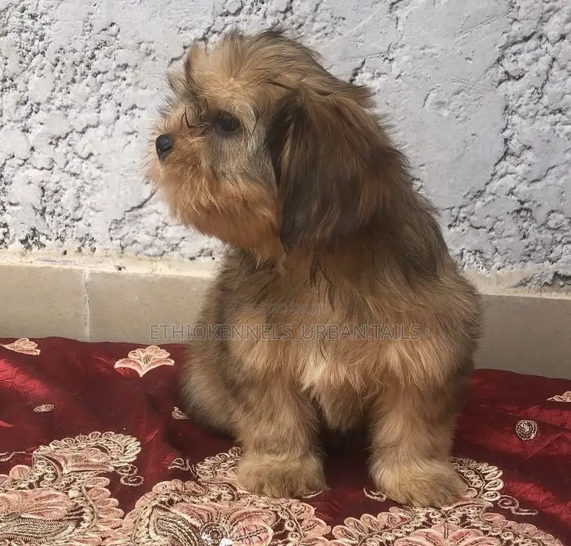 1-3 months Female Purebred Shih Tzu