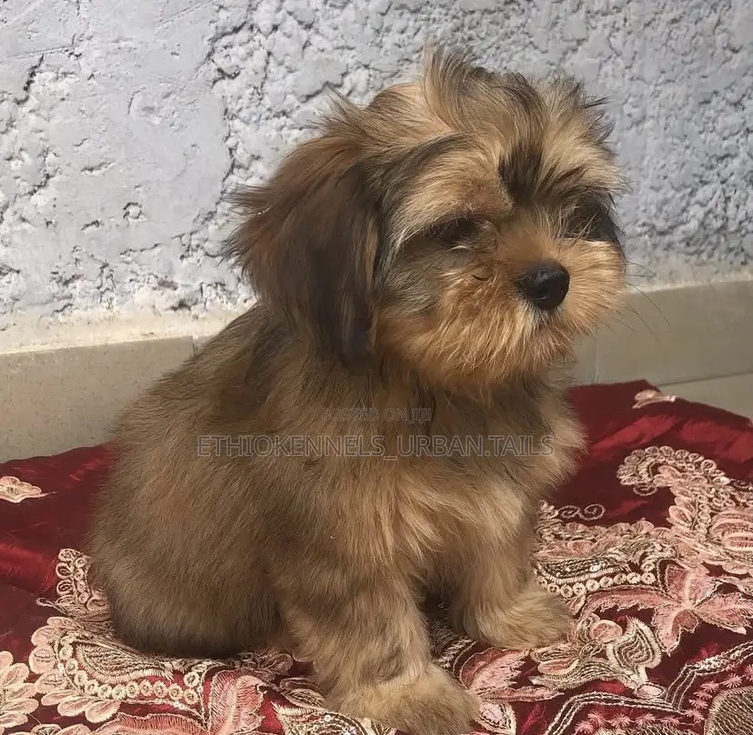 1-3 months Female Purebred Shih Tzu
