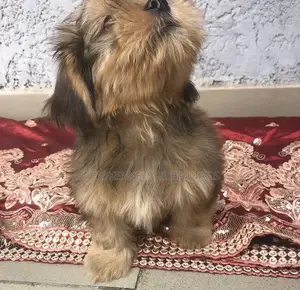 1-3 months Female Purebred Shih Tzu