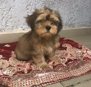 1-3 months Female Purebred Shih Tzu