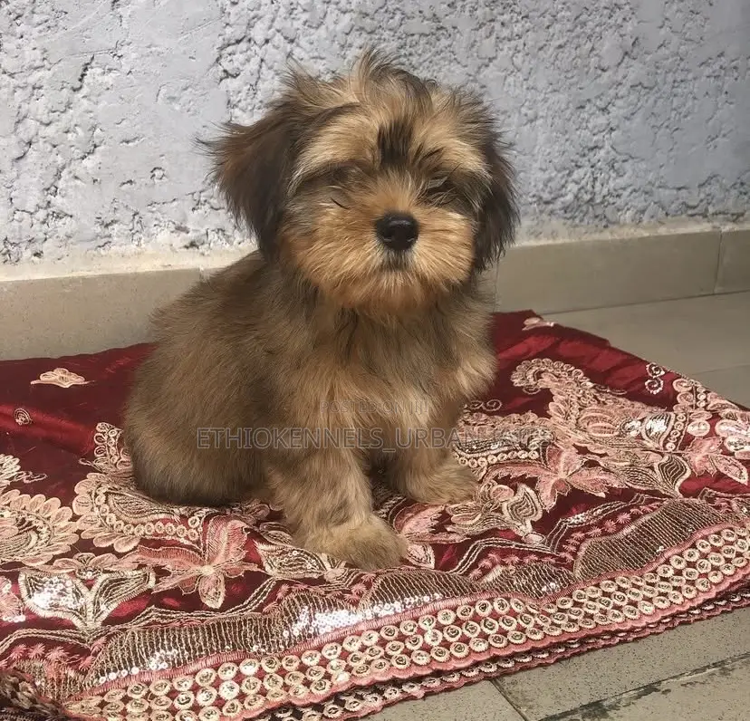 1-3 months Female Purebred Shih Tzu