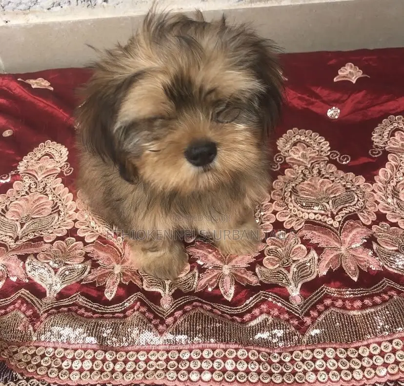 1-3 months Female Purebred Shih Tzu