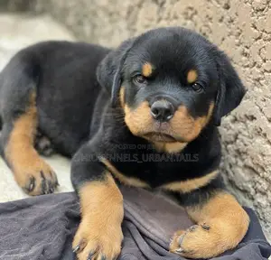 Photo - 1-3 months Male Purebred Rottweiler