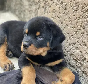 1-3 months Male Purebred Rottweiler