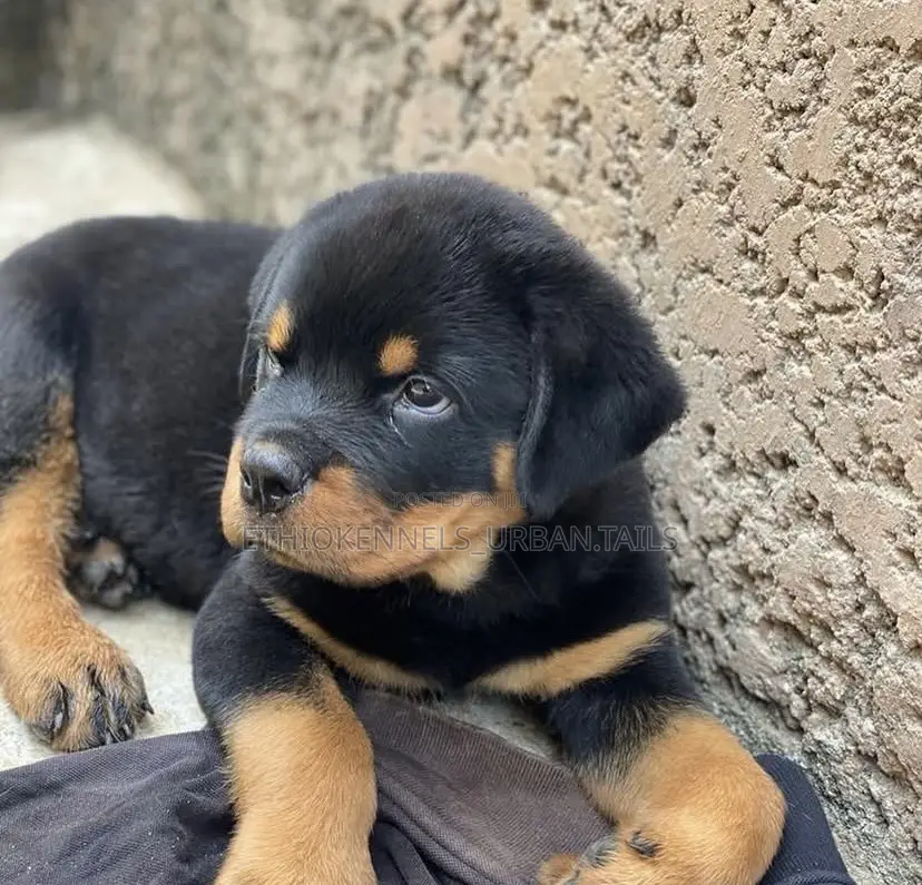 1-3 months Male Purebred Rottweiler