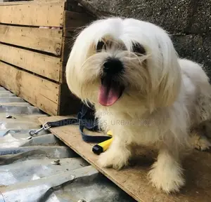 Photo - 1-3 months Female Purebred Maltese