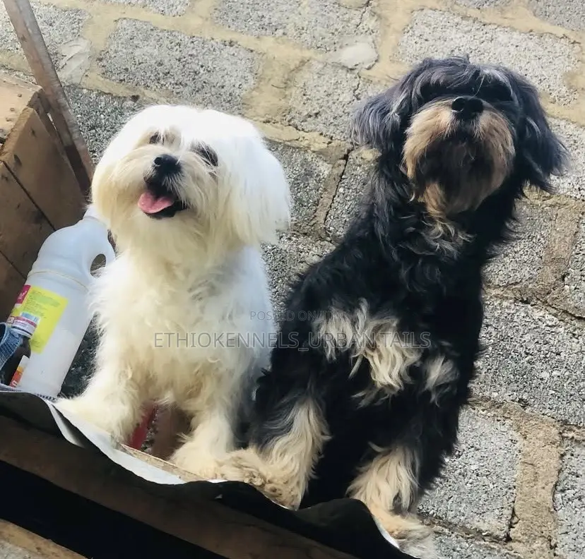 1-3 months Female Purebred Maltese