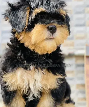 Photo - 1-3 months Male Mixed Breed Maltese