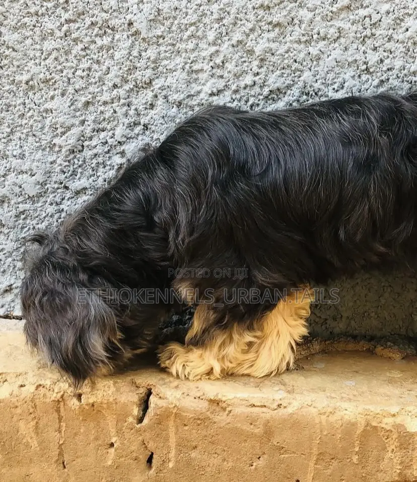 1-3 months Male Mixed Breed Maltese