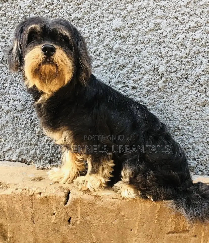 1-3 months Male Mixed Breed Maltese