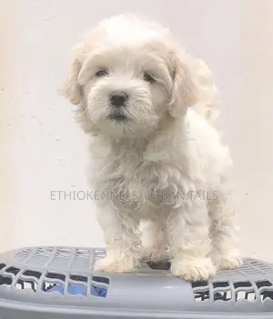 Photo - 1-3 months Male Purebred Maltese