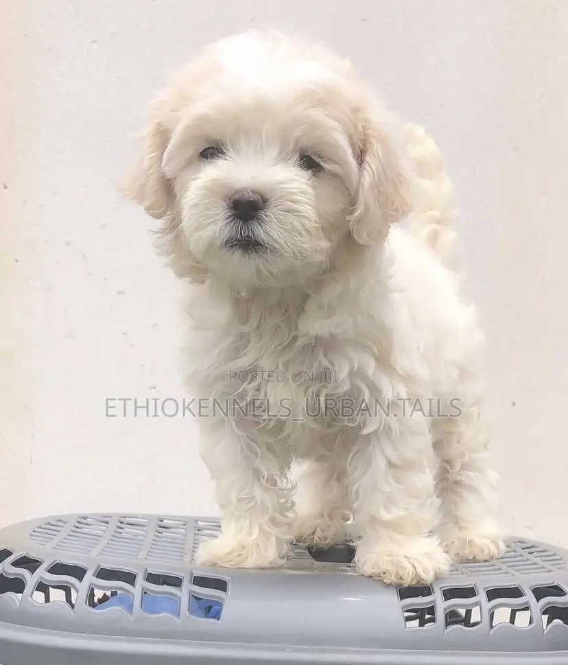 1-3 months Male Purebred Maltese