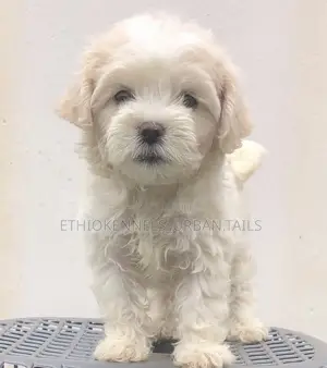 1-3 months Male Purebred Maltese