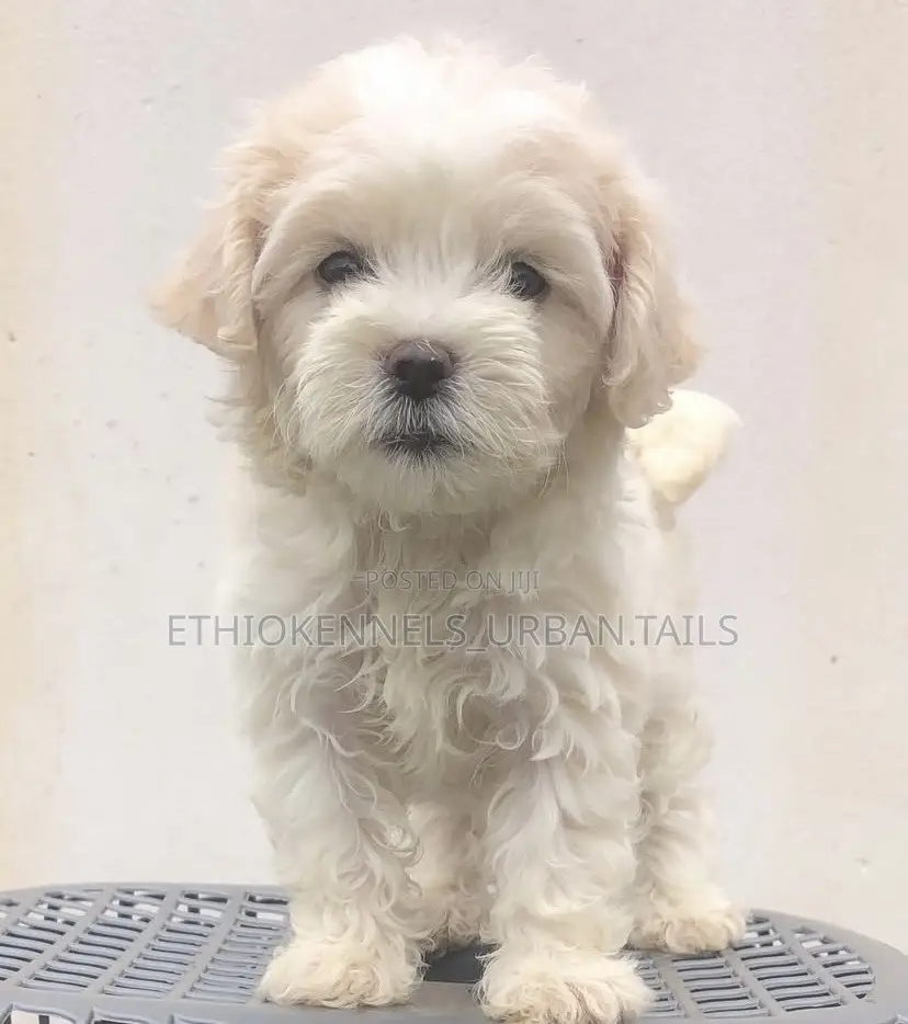 1-3 months Male Purebred Maltese