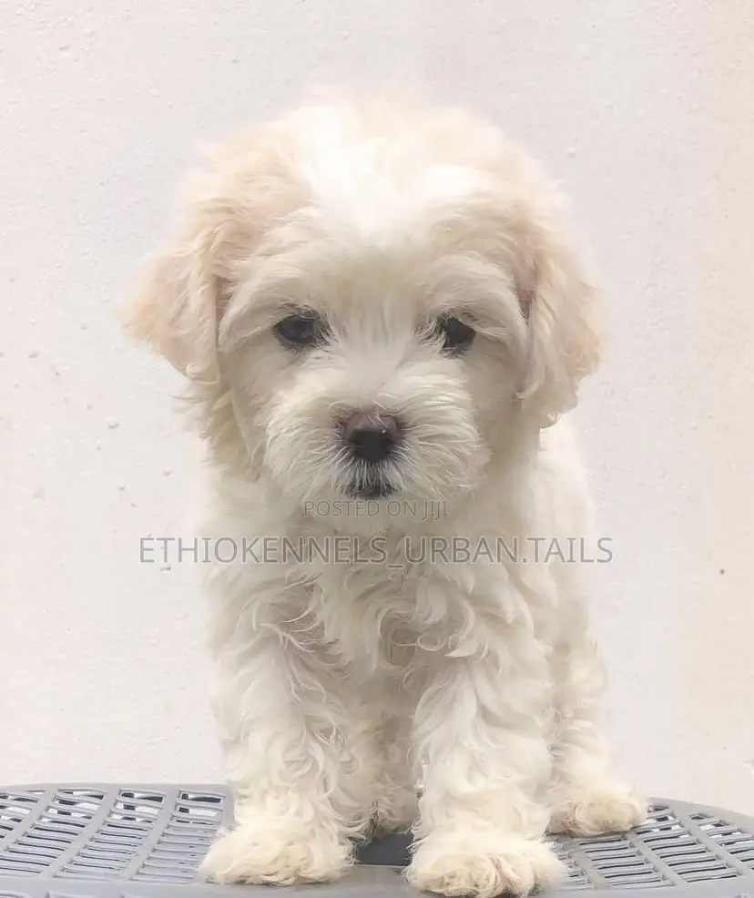 1-3 months Male Purebred Maltese