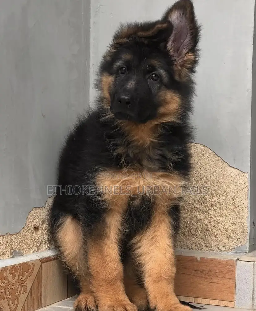 1-3 months Male Purebred German Shepherd