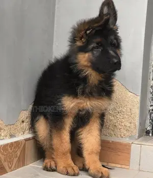 1-3 months Male Purebred German Shepherd