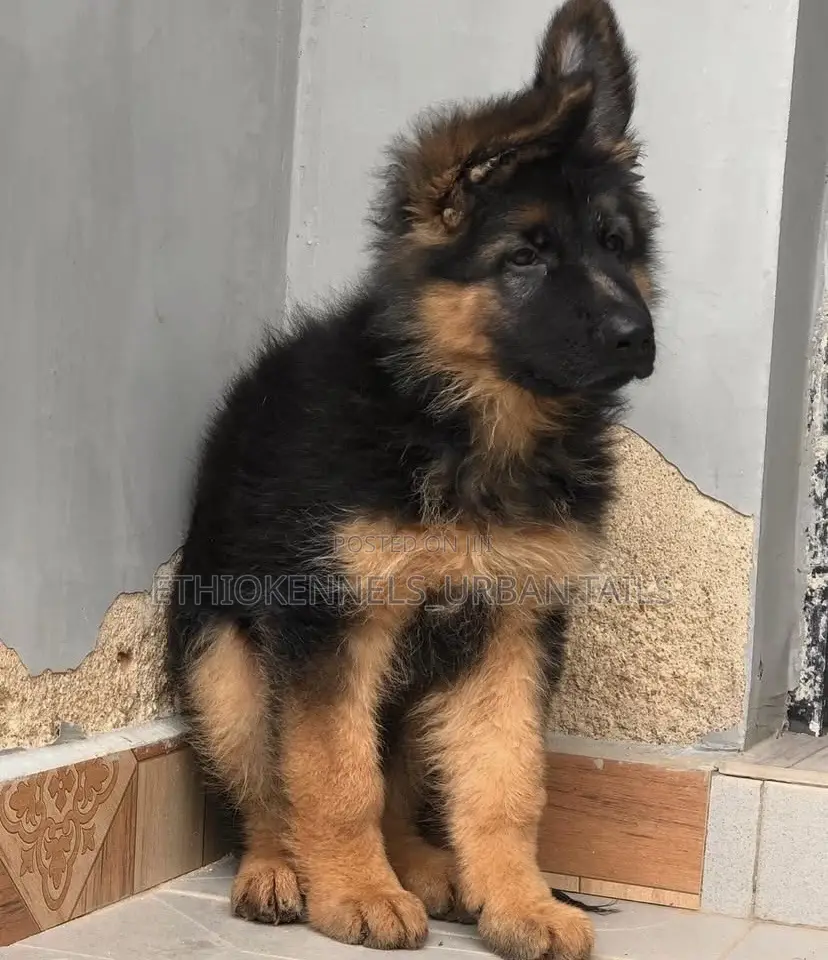 1-3 months Male Purebred German Shepherd