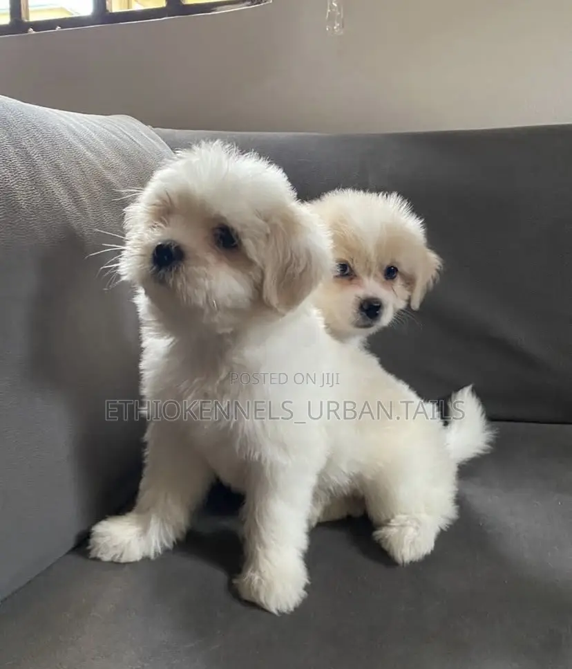 1-3 months Male Purebred Maltese