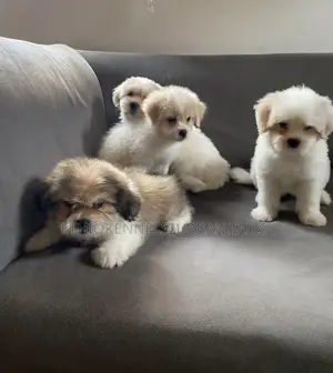 1-3 months Male Purebred Maltese