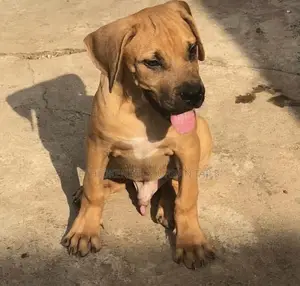 Photo - 1-3 months Male Purebred Bullmastiff