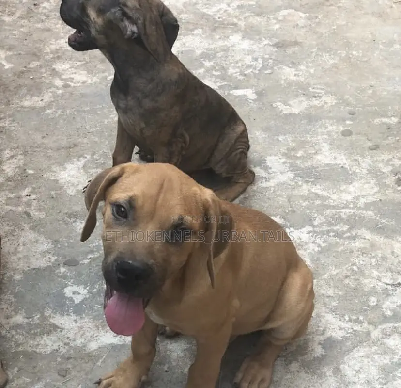 1-3 months Male Purebred Bullmastiff