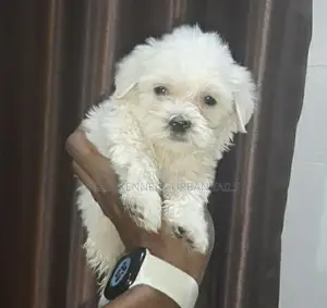 Photo - 1-3 months Male Purebred Maltese
