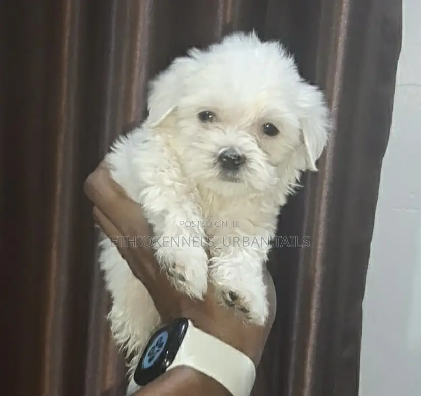 1-3 months Male Purebred Maltese