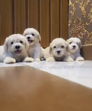 1-3 months Male Purebred Maltese