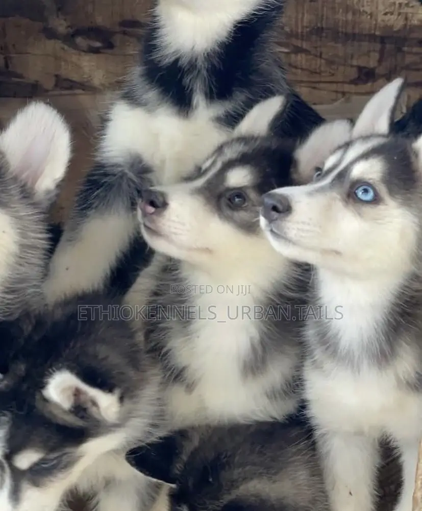 1-3 months Male Purebred Siberian Husky